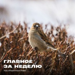 Благоустройство, туризм, молодёжь и другие ключевые темы с 10 по 15 марта: