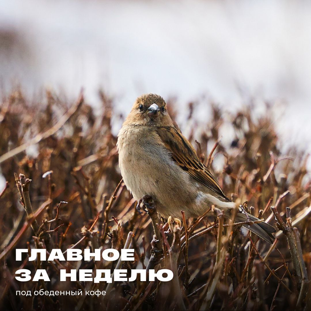 Благоустройство, туризм, молодёжь и другие ключевые темы с 10 по 15 марта: