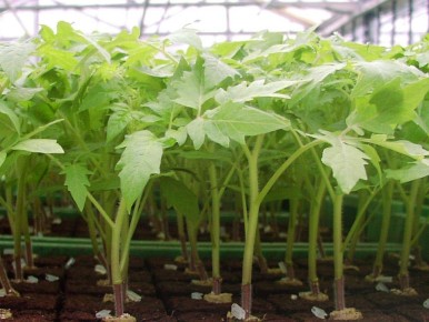 ������ ������ ������� ���������� ����������: ��������� ������� � �������