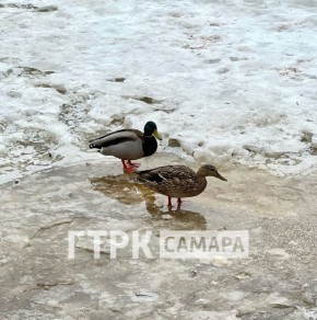 ����� ���������� �������� � ���� �����: ������� �������� ������ ����, ����������� �� ����� � ������ ��������� �������� �� �����������, 81