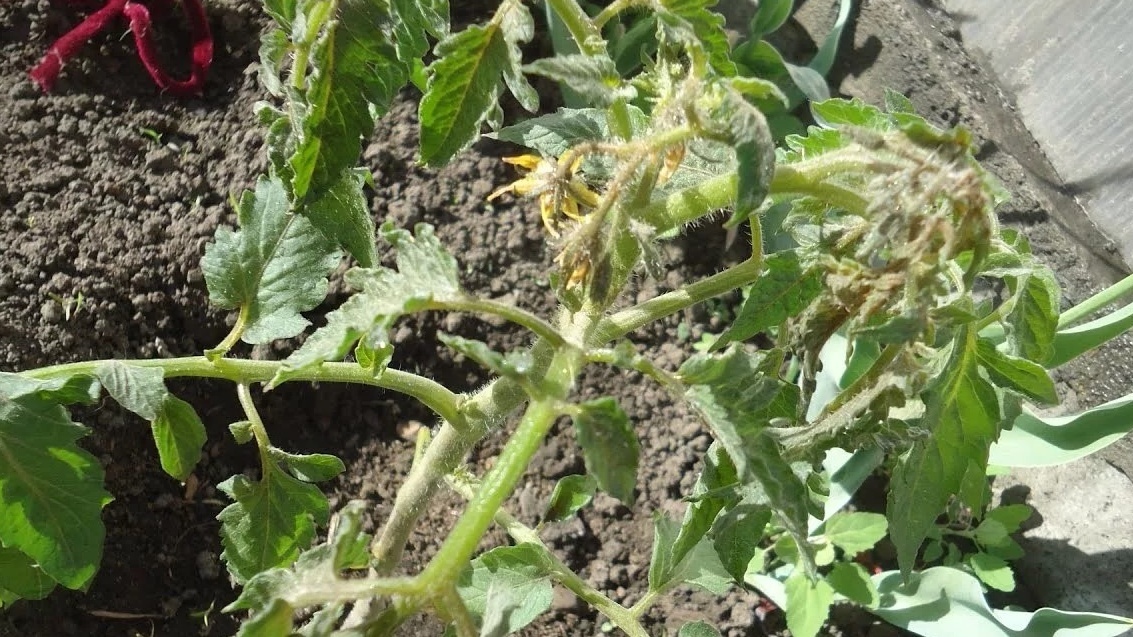 Секреты успешного применения дрожжевой подкормки для растений