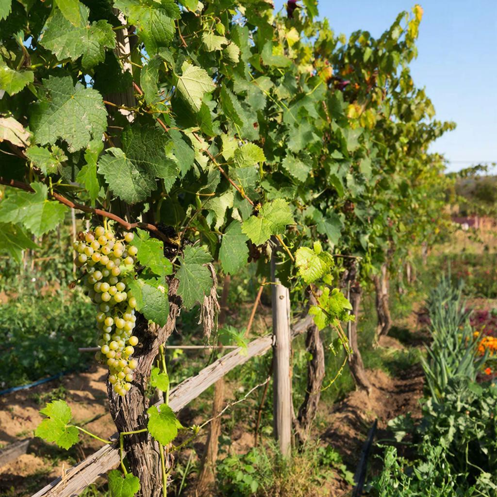 Как современные материалы упрощают зимовку винограда и спасают дачников от лишних забот