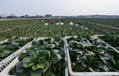 Эдуард Басурин: Китайцы активно скупают выращенную в Самарской области продукцию