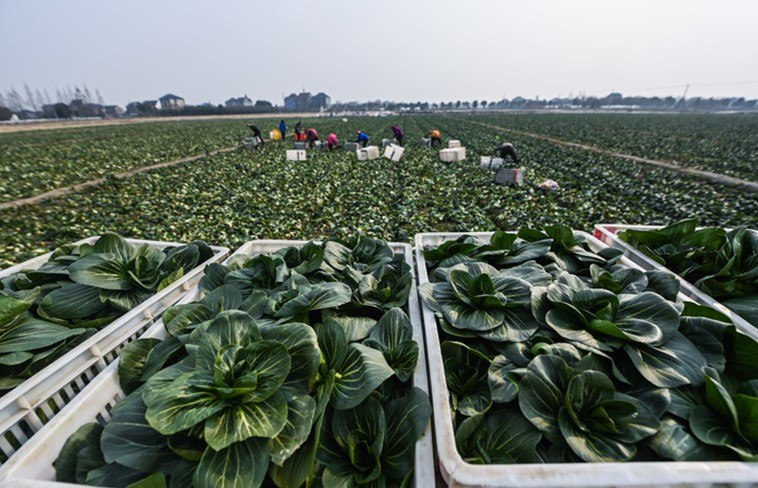 Эдуард Басурин: Китайцы активно скупают выращенную в Самарской области продукцию