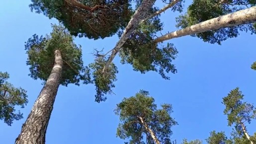 «Благословляю вас, леса!» Сегодня – Международный день лесов