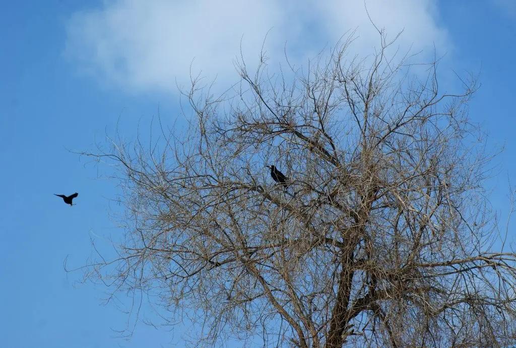 Аномально теплый март ожидается в Самарской области