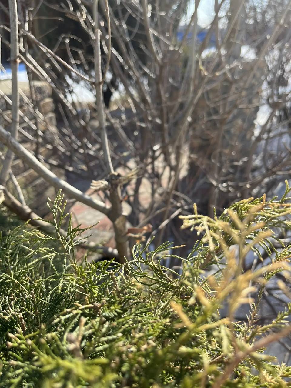 Дачникам на заметку: тольяттинцы приступили к обрезке деревьев и подготовке теплиц к посадкам