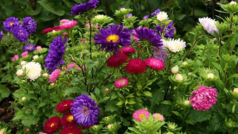 Когда сажать астры: секреты для щедрого цветения
