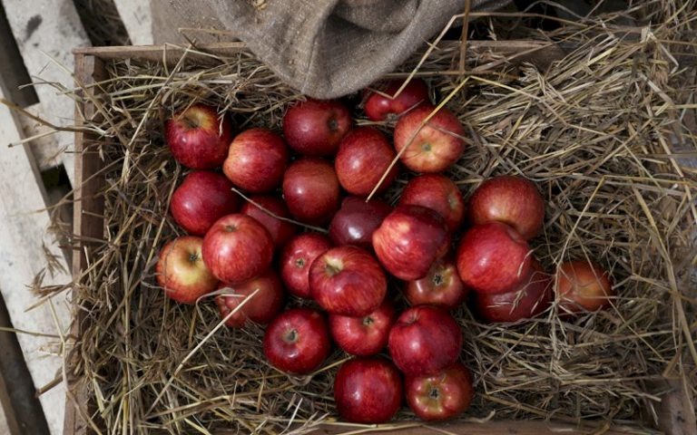 Как сохранить яблоки свежими до весны: эффективные методы