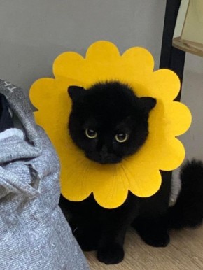 ������ ����, ������!. ������� ��������� ���������� ����������, ��������� ��� �������, ����� ������������ ������