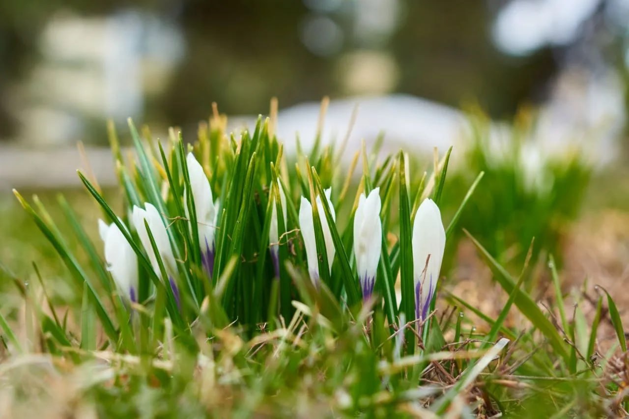 В Самарской области распустились первые подснежники В Самарской области распустились первые подснежники