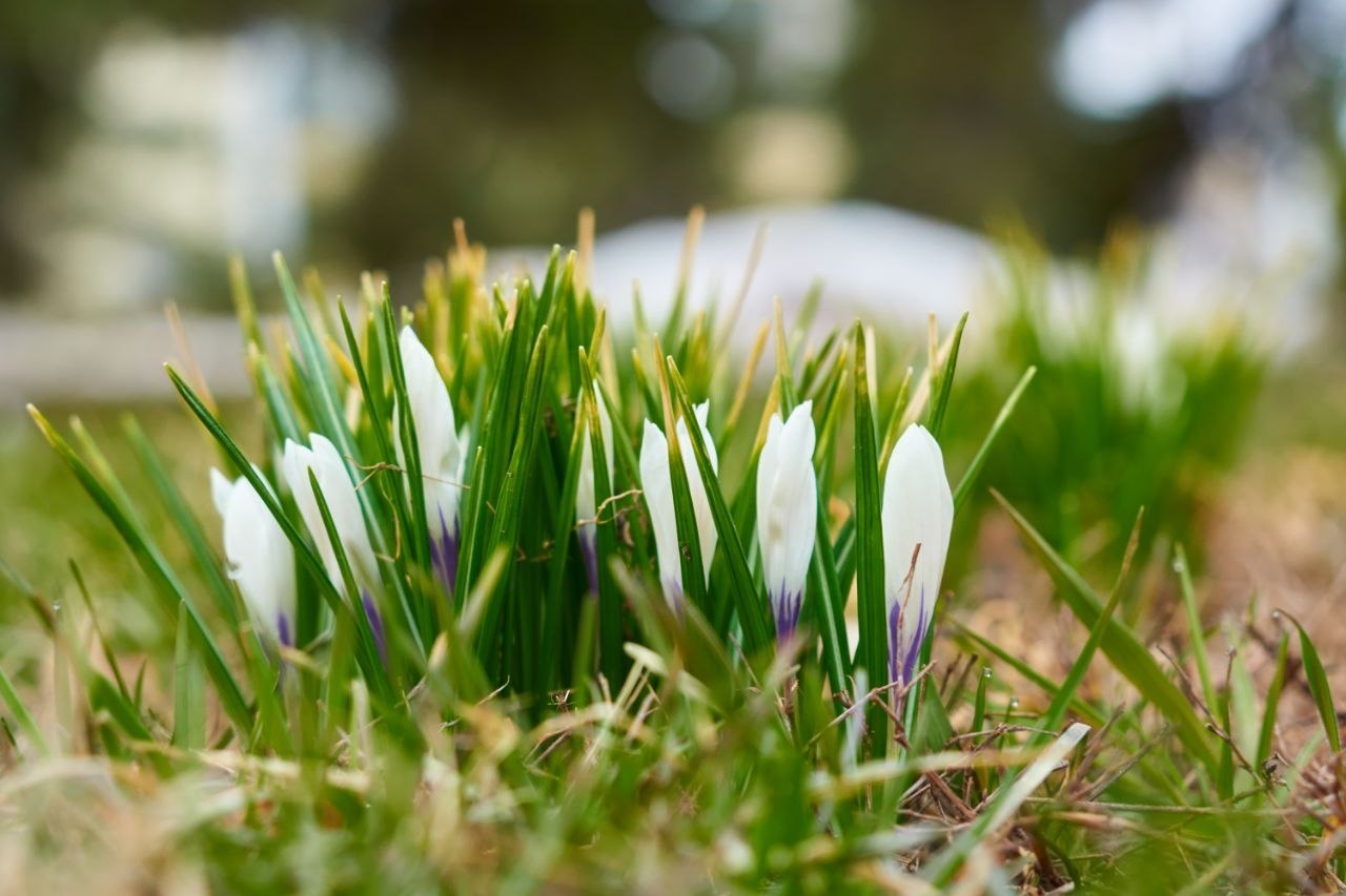 В Сызрани в центре города появились подснежники