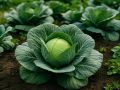 Защита урожая капусты: как продлить жизнь вашим кочанам в августе