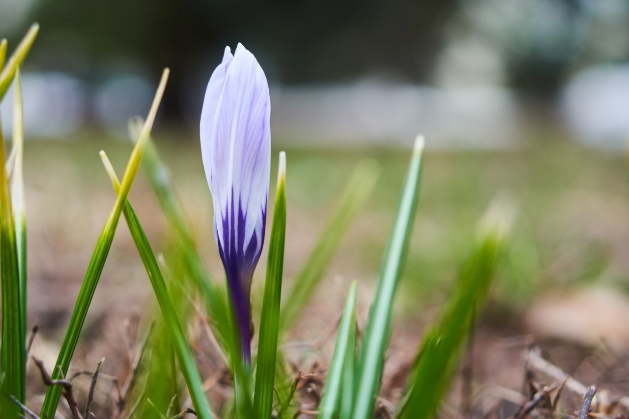 В Сызрани в центре города появились подснежники В Сызрани в центре города появились подснежники