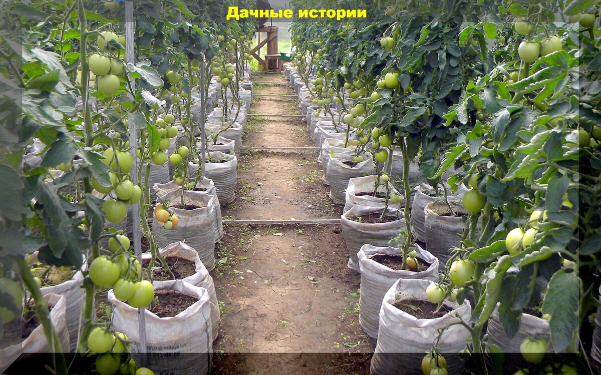 Как вырастить ранние томаты: секреты удачного урожая в мешках