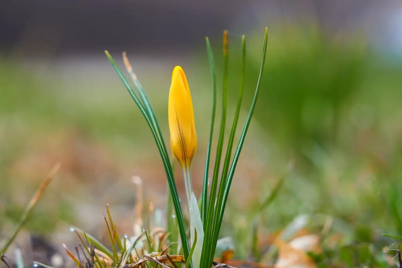 В Самарской области распустились первые подснежники В Самарской области распустились первые подснежники