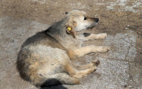 Собакам дали свободу. В Самаре отловом и содержанием бродячих животных больше никто не занимается В Самаре в ООО «Добрые люди», которое занималось в городе реализацией федеральной программы ОСВВ (метод гуманного...