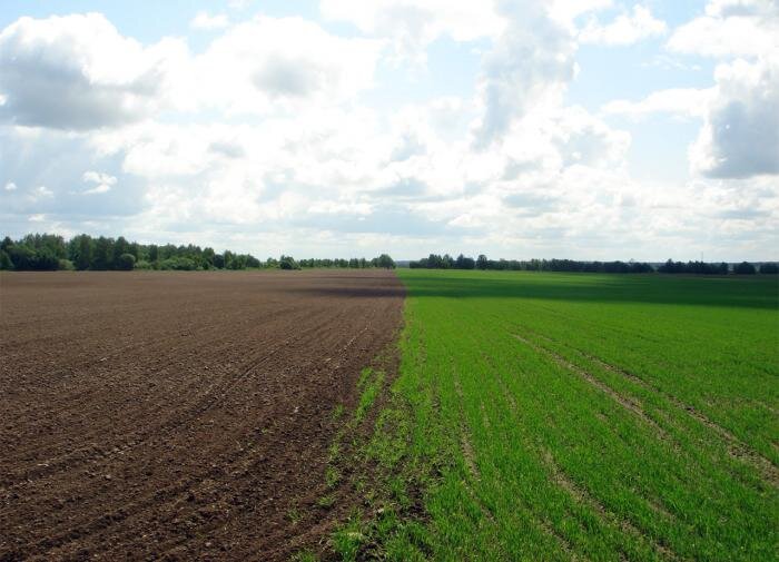 Умелое применение агрохимикатов: как защитить себя и растения