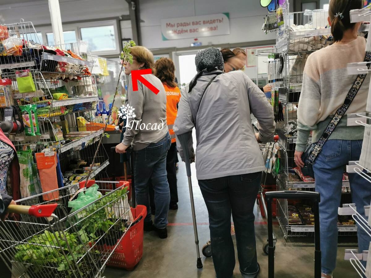 Почему не стоит доверять саженцам, которые кажутся идеальными