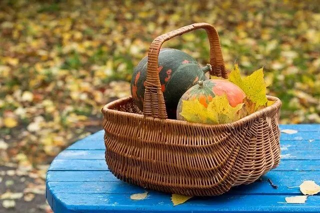 Сентябрь в огороде: как подготовить урожай и позаботиться о растениях