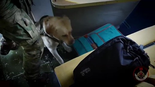 Росгвардии 10 лет. В 2026 году Федеральная служба войск национальной гвардии отмечает сразу две знаменательные даты: 10-летие со дня образования ведомства и 215-летие с момента создания прообраза современных войск...