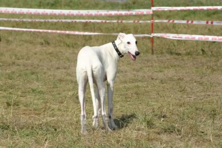 «Бегают свободно без поводка и намордника»: самарцы пожаловались на превращение парка Мира в зону выгула собак
