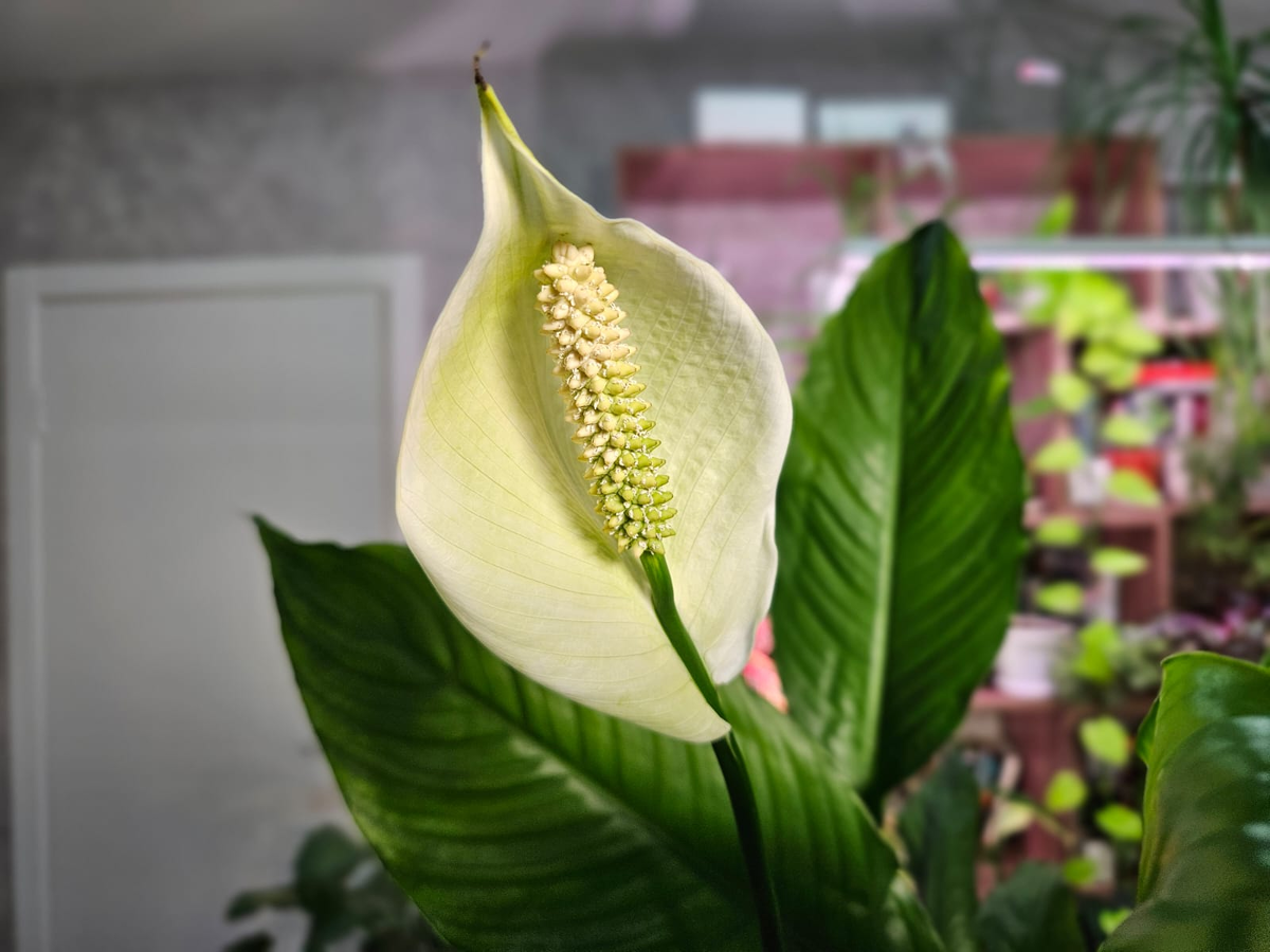 Спатифиллум на пике цветения: секреты ухода за «женским счастьем»