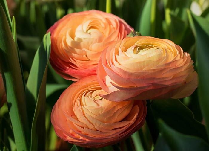 Как вырастить яркие лютики: советы по посадке и уходу