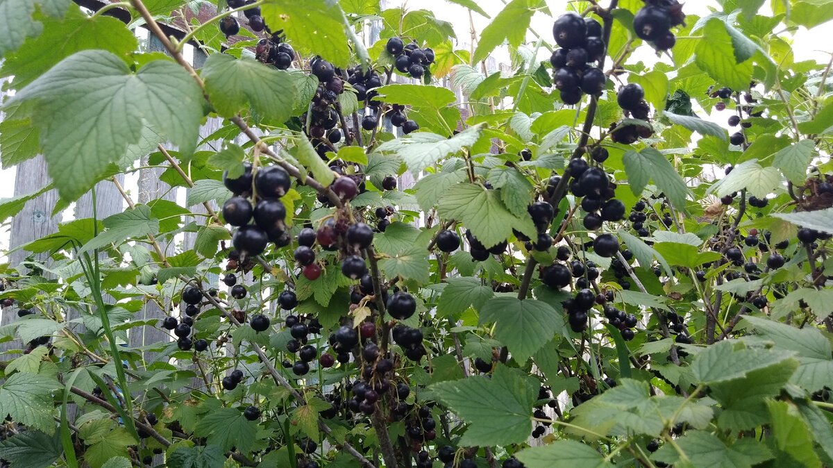 Как картофельные очистки влияют на смородину: мифы и реальность