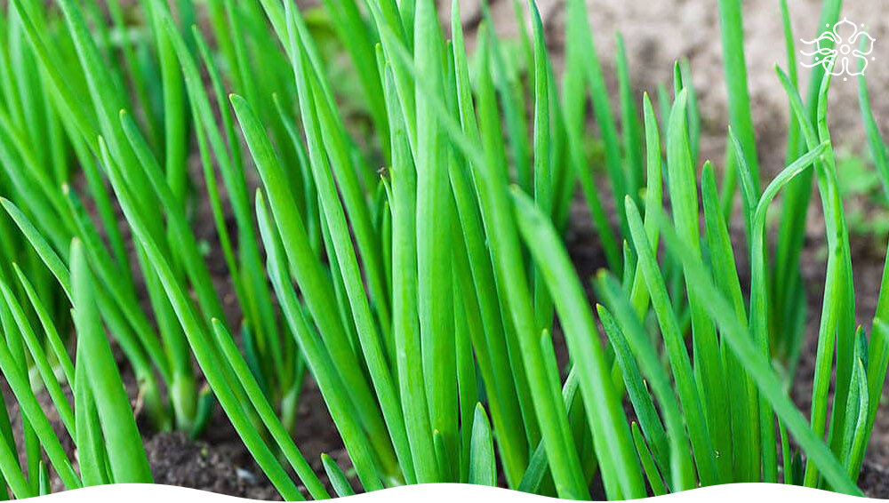 Нежная зелень: Какой лук выбрать для вашего стола