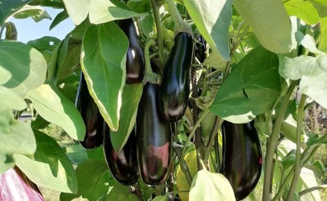 �������� ������������ ���������� � �������