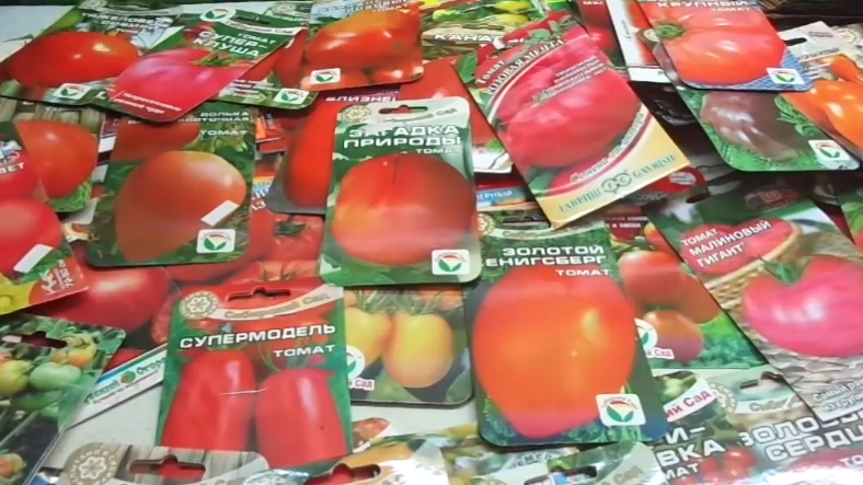 Октябрьское планирование: как выбрать лучшие сорта сладких томатов на 2026 год