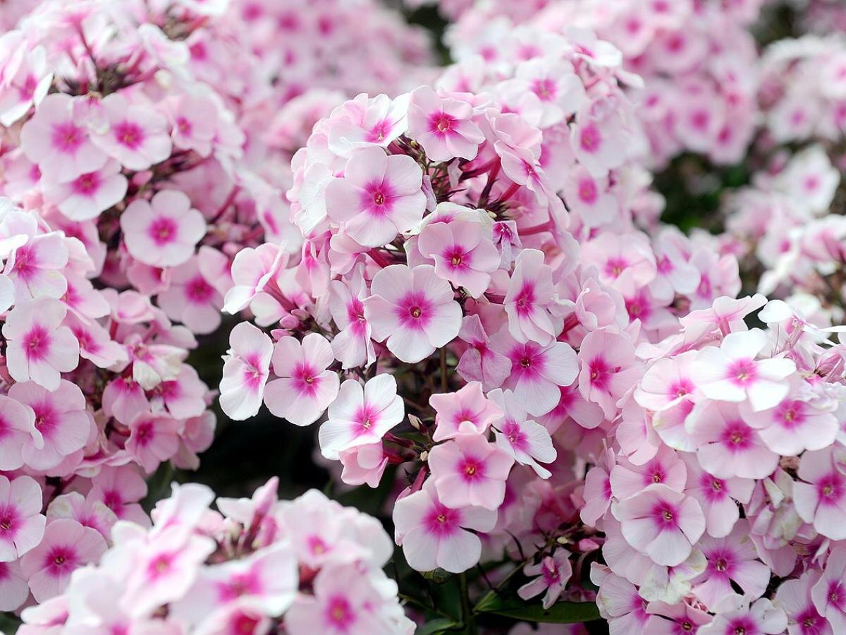 Забудьте о газоне: идеальные почвопокровные растения для вашего сада