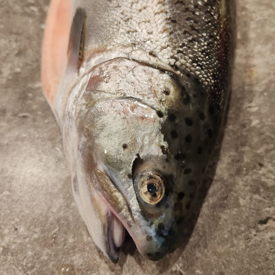 Быстрая и Здоровая Форель в Духовке