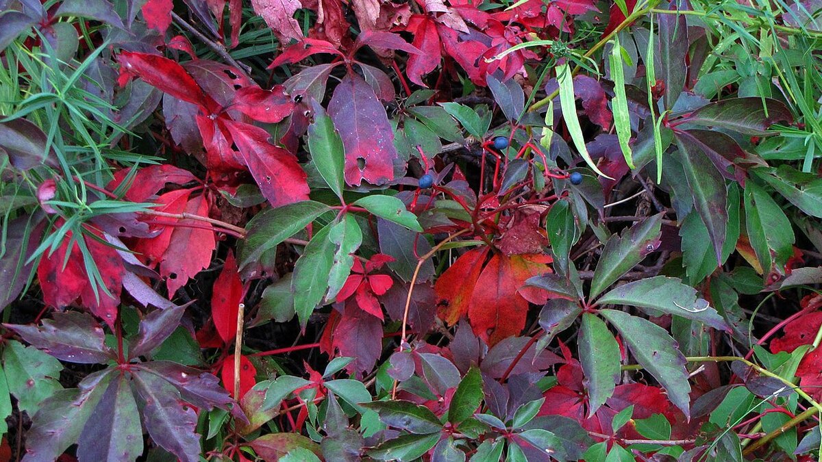 Почему девичий виноград стал фаворитом среди женщин?