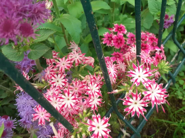 Пятнистый феерверк на клумбе: все о флоксе Друммонда