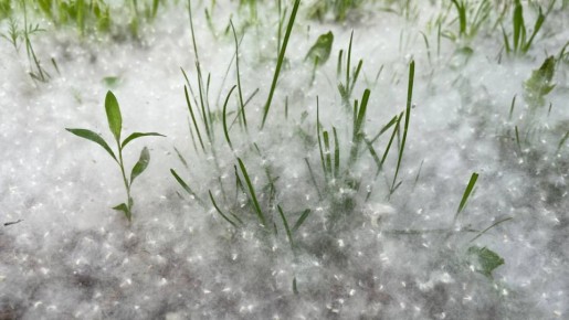 Самарским аллергикам рассказали, как пережить пик сезона цветения