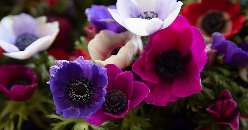 Анемоны: Цветы, Окутанные Легендами