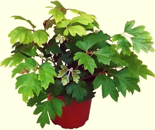 Циссус: уютная тропическая лиана для вашего дома