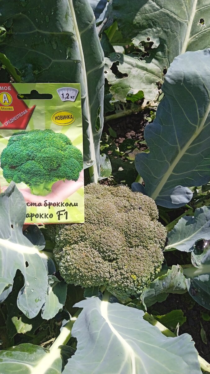 Успешный эксперимент с брокколи: впечатления от гибрида 'Барокко' F1