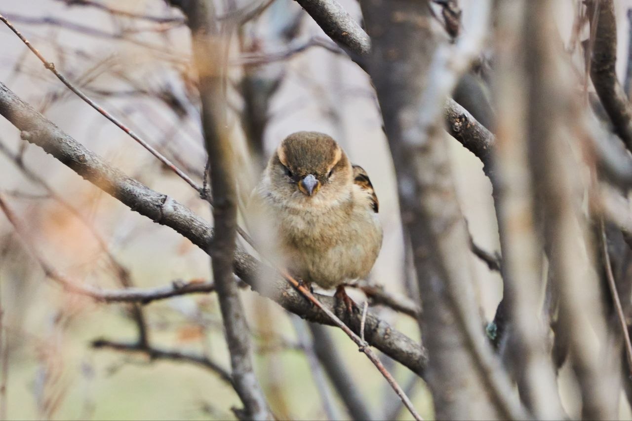 1 апреля – не только День смеха, но и Международный день птиц