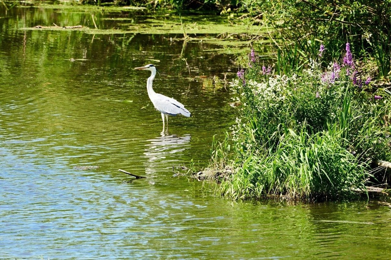 1 апреля – не только День смеха, но и Международный день птиц 1 апреля – не только День смеха, но и Международный день птиц