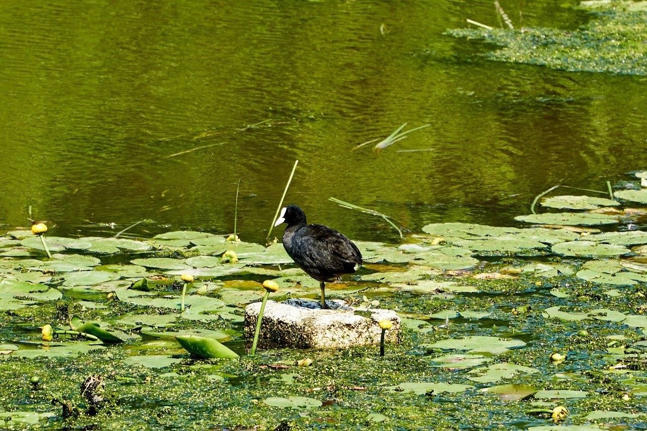 1 апреля – не только День смеха, но и Международный день птиц 1 апреля – не только День смеха, но и Международный день птиц
