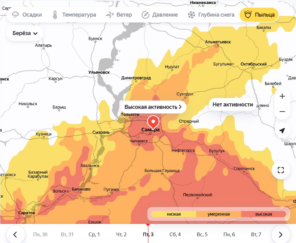 Береза атакует! Апрельский мучитель аллергиков в деле