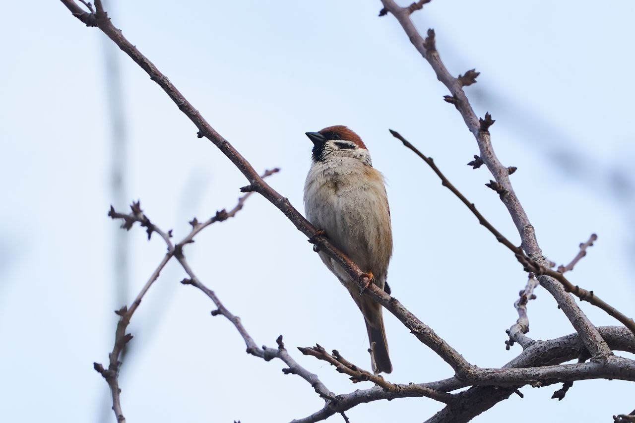 1 апреля – не только День смеха, но и Международный день птиц 1 апреля – не только День смеха, но и Международный день птиц