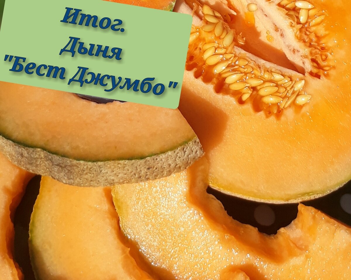 Летняя дыня 'Бест Джумбо': как вырастить вкусное лакомство на открытом грунте