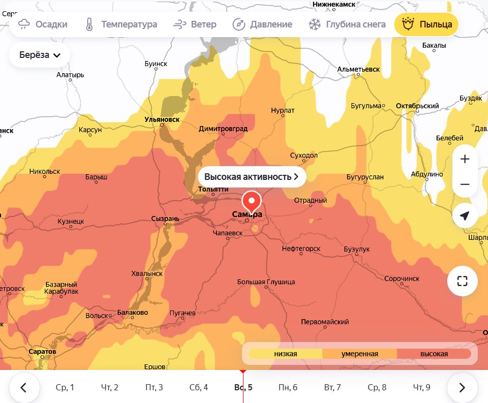Береза атакует! Апрельский мучитель аллергиков в деле Береза атакует! Апрельский мучитель аллергиков в деле