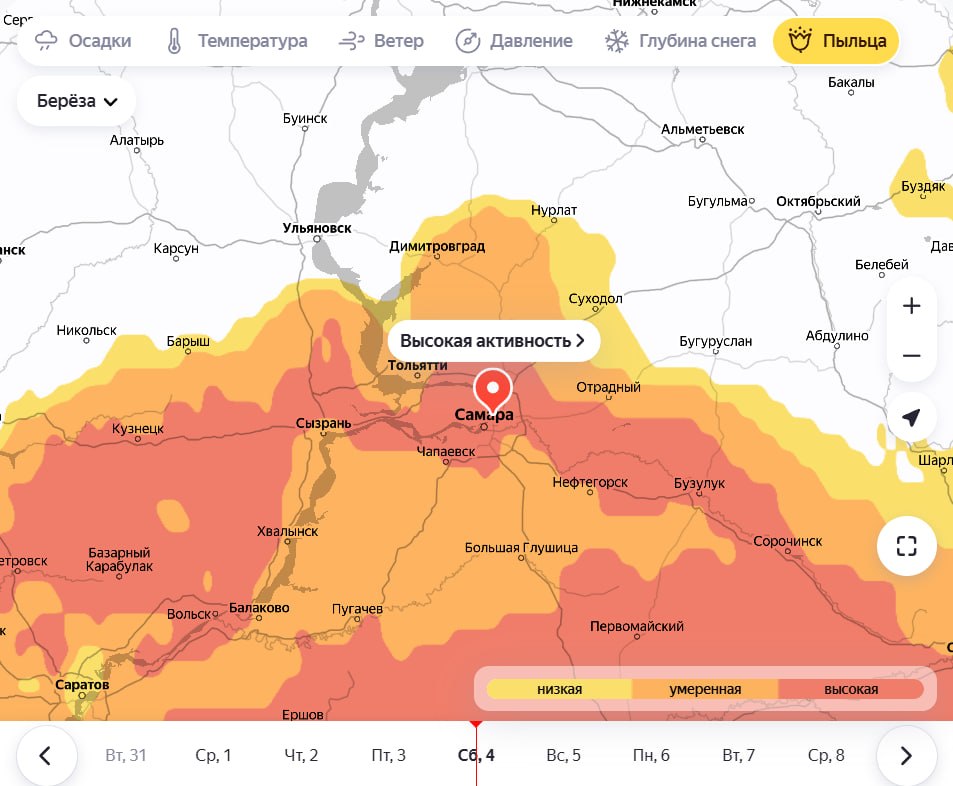 Береза атакует! Апрельский мучитель аллергиков в деле Береза атакует! Апрельский мучитель аллергиков в деле