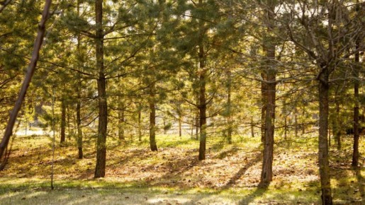 � ������ ��������� ������ ������ ��������������� �����