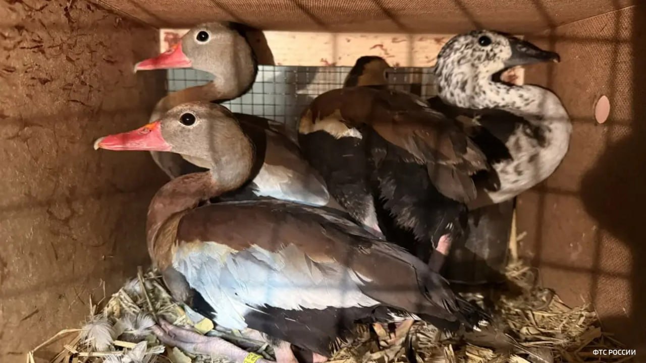 Более ста живых экзотических птиц обнаружили таможенники при проверке микроавтобуса в Оренбургской области, сообщает пресс-служба самарской таможни Более ста живых экзотических птиц обнаружили таможенники при проверке микроавтобуса в Оренбургской области, сообщает пресс-служба самарской таможни